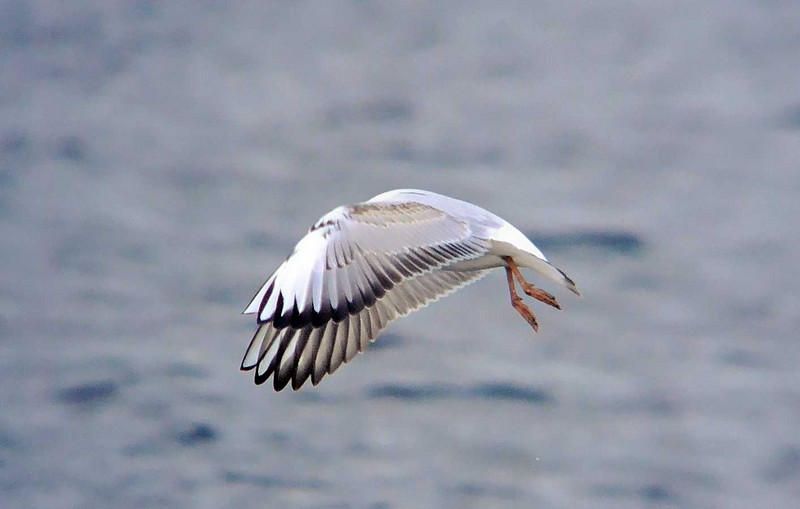 Black-headed Gull