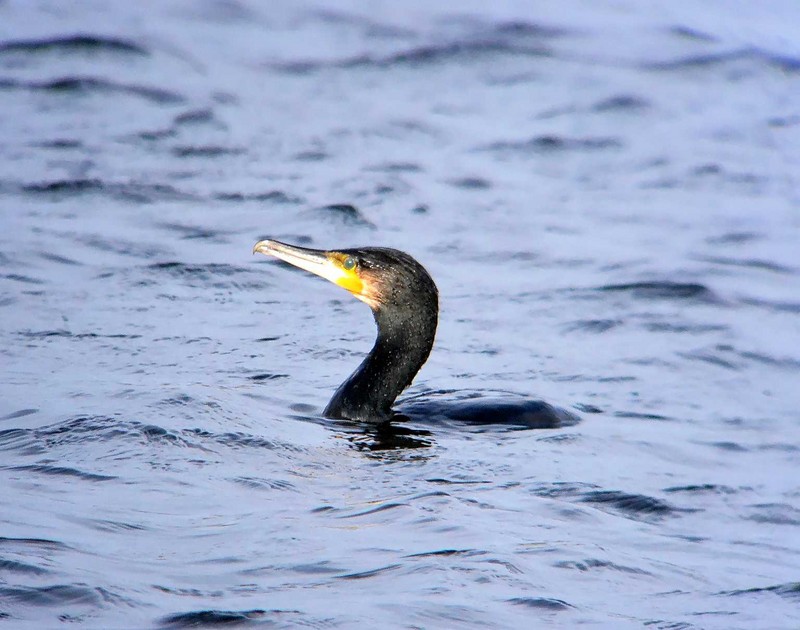 Cormorant