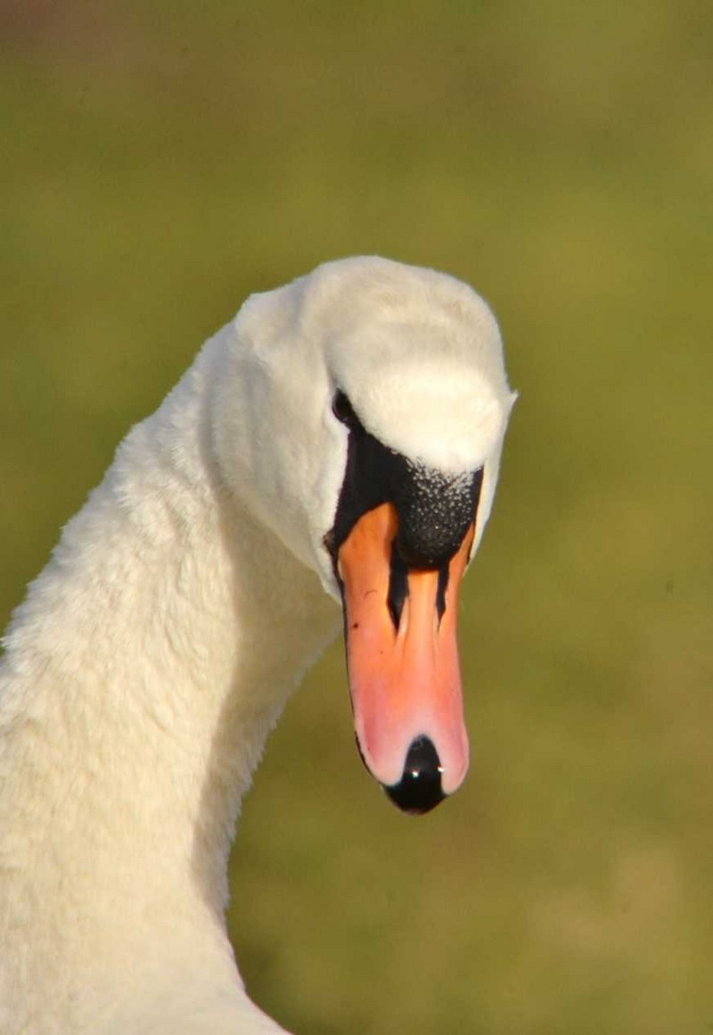 Mute Swan