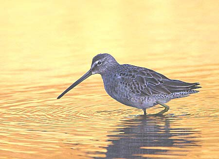 Long-billed Dowitcher