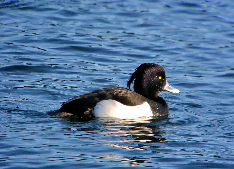 Tufted Duck