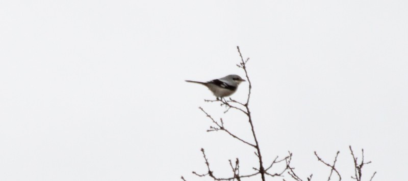 Great Grey Shrike