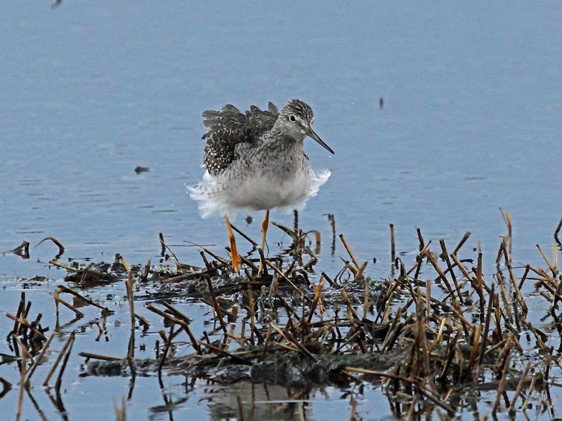 Greater Yellowlegs