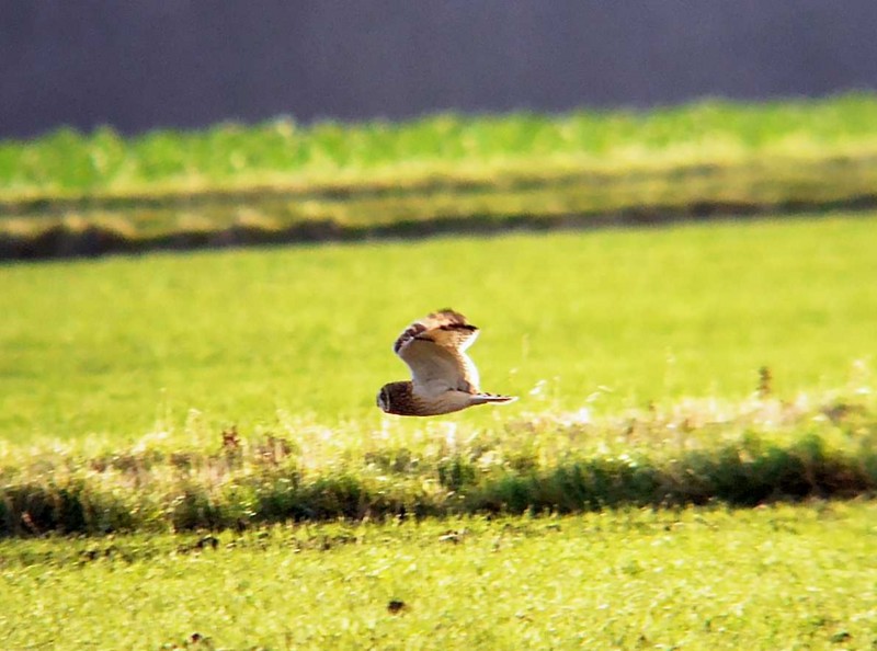 Short-eared Owl