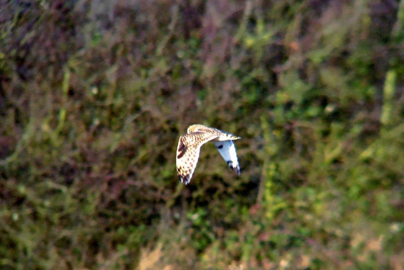Short-eared Owl