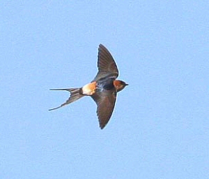 Red-rumped Swallow