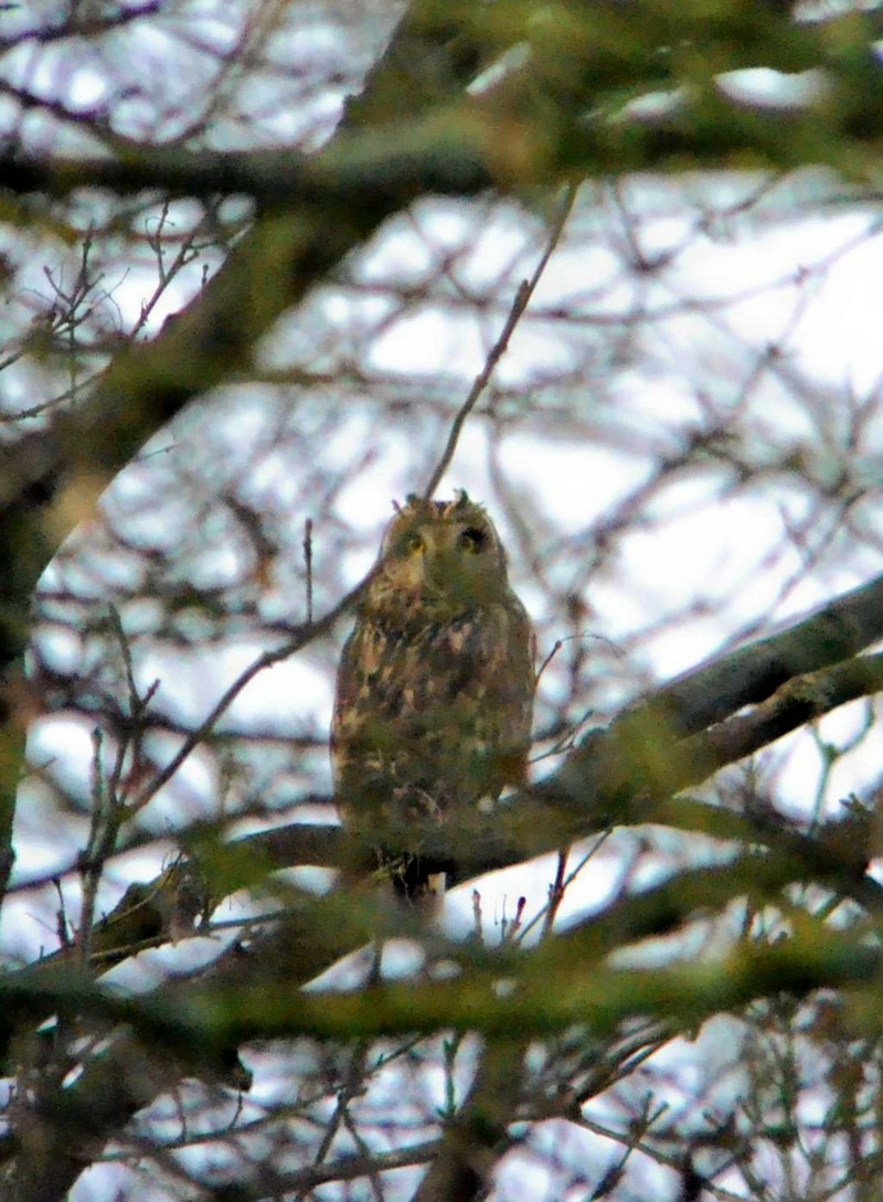 Short-eared Owl
