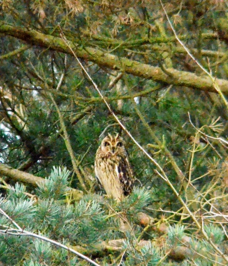 Short-eared Owl