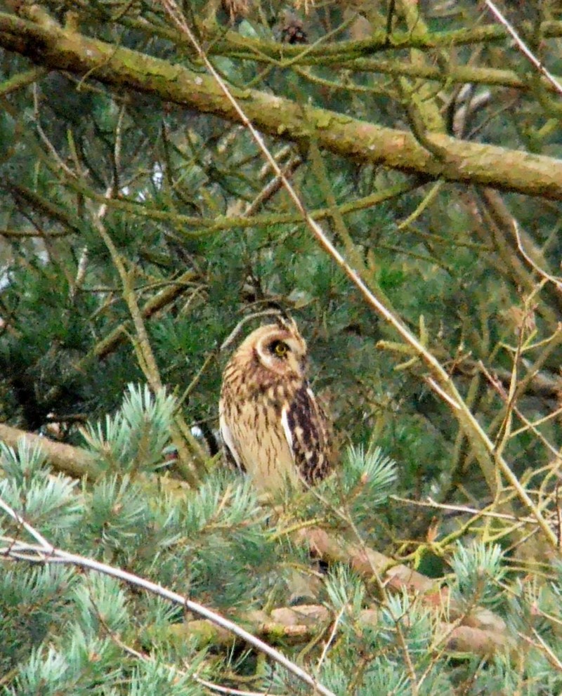 Short-eared Owl