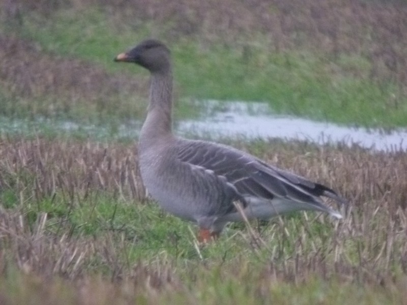 Tundra Bean Goose