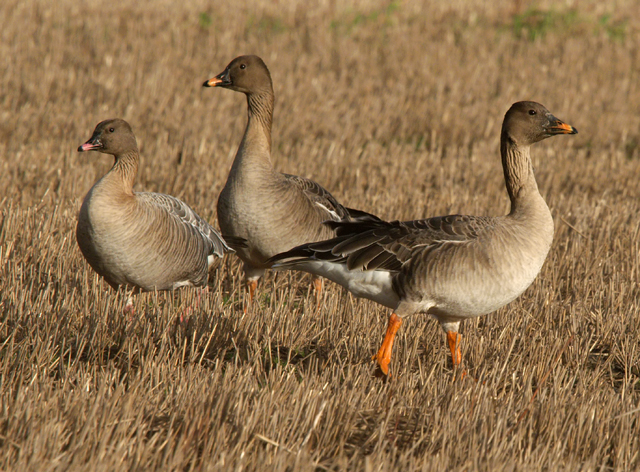 Tundra Bean Goose