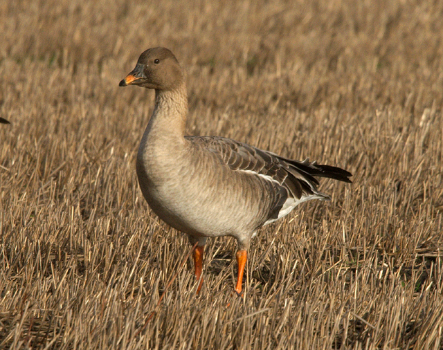 Tundra Bean Goose