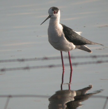 Black-winged Stilt