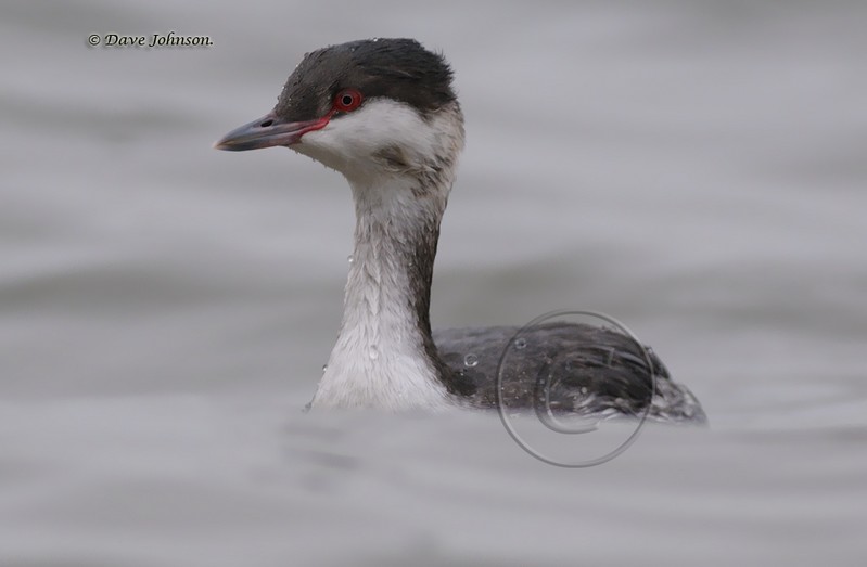 Slavonian Grebe