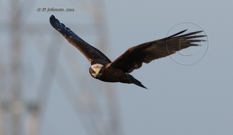 Marsh Harrier