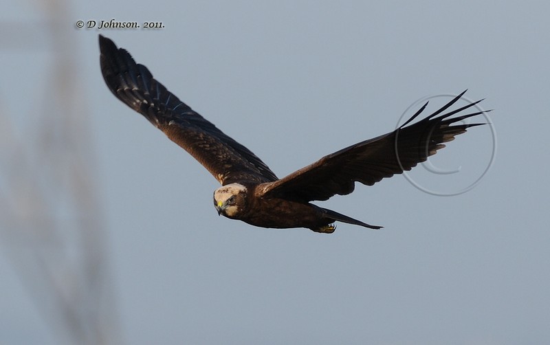 Marsh Harrier