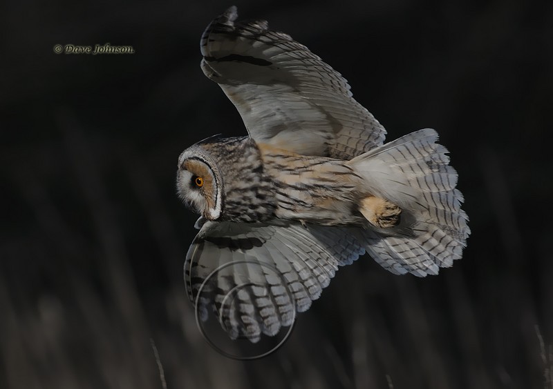 Long-eared Owl