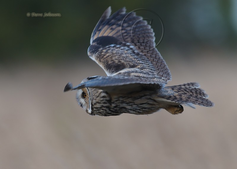 Long-eared Owl
