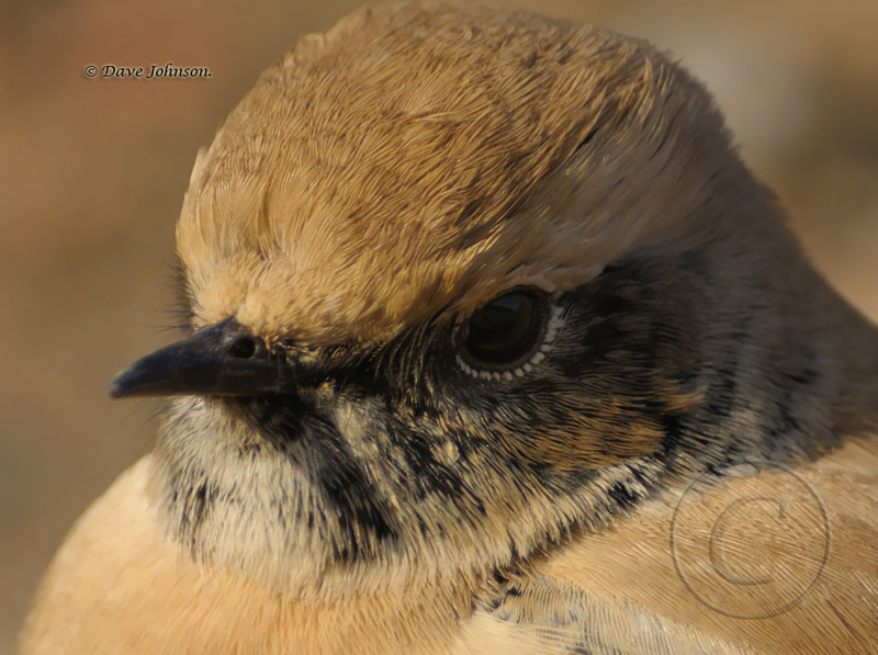 Desert Wheatear