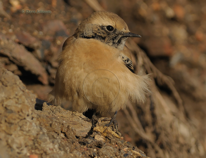 Desert Wheatear