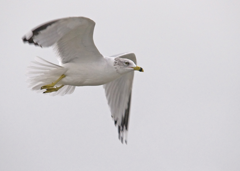 Ring-billed Gull