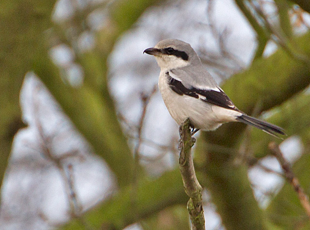 Great Grey Shrike
