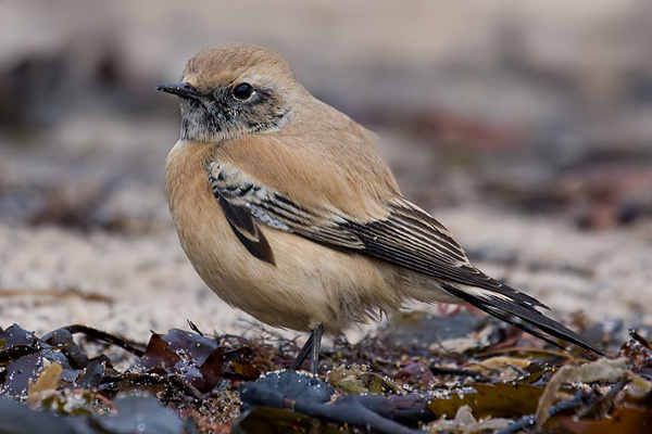 Desert Wheatear