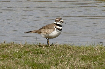 Killdeer