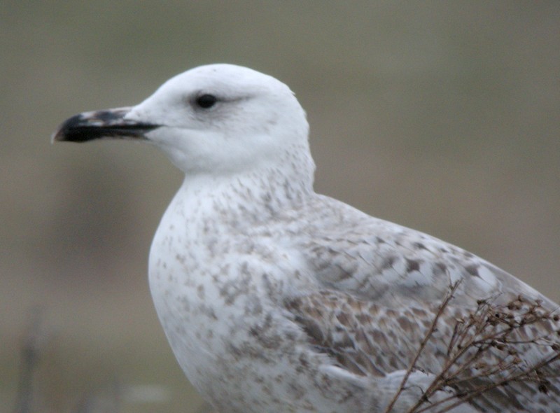 Caspian Gull