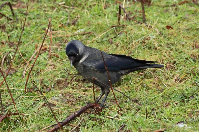 Nordic Jackdaw