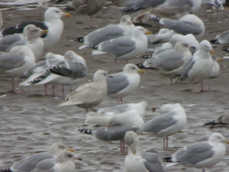Iceland Gull