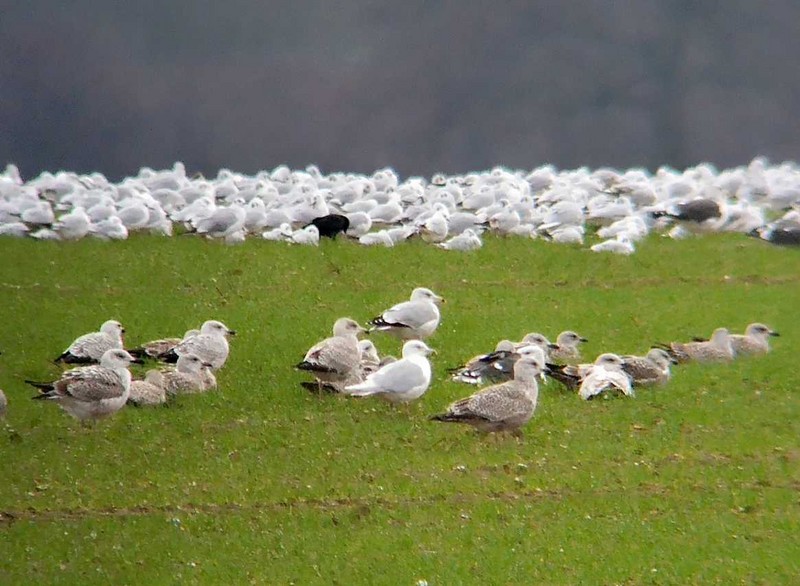 Iceland Gull