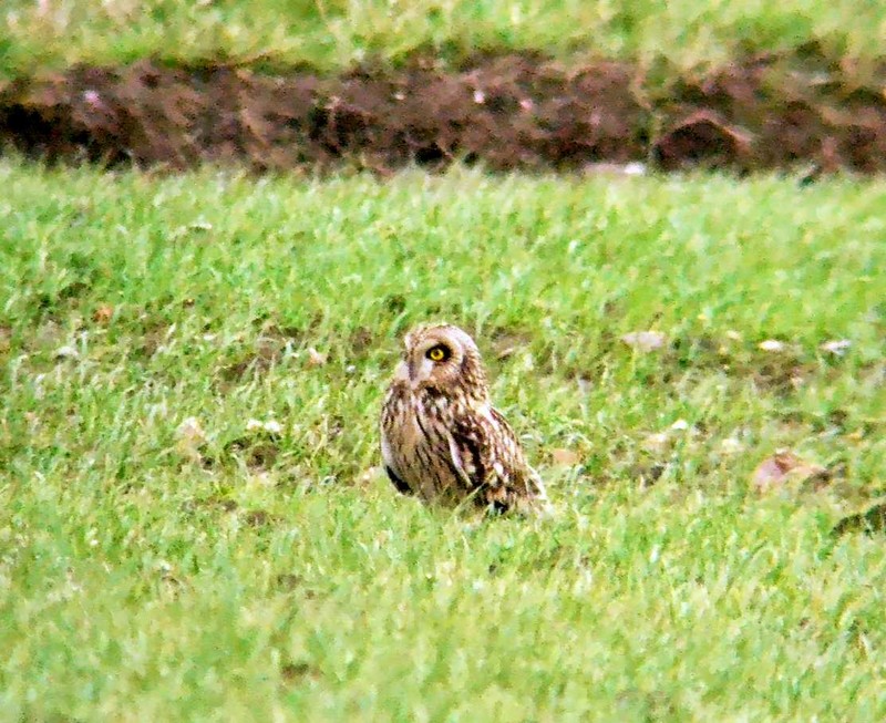Short-eared Owl