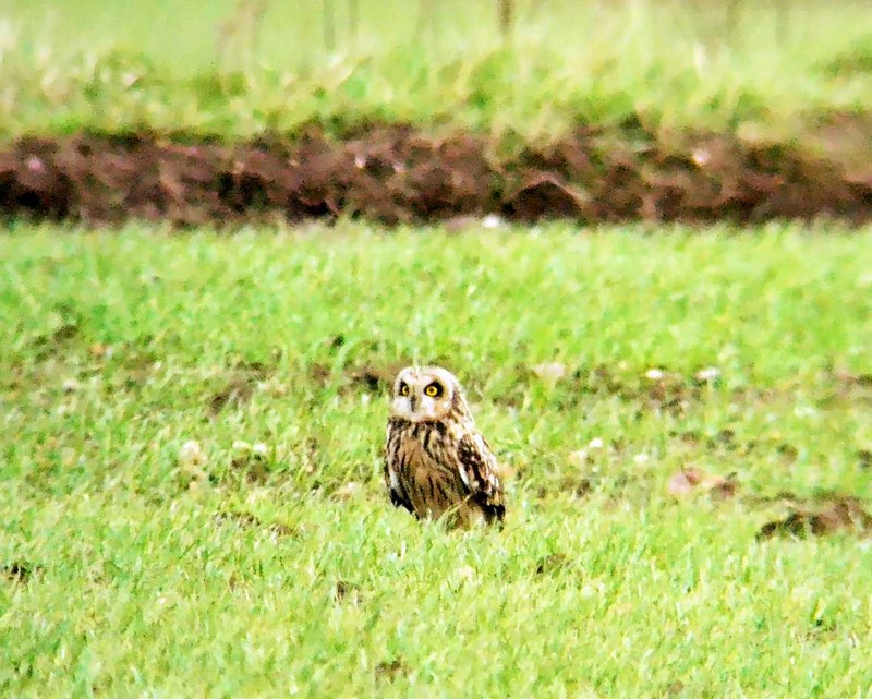 Short-eared Owl