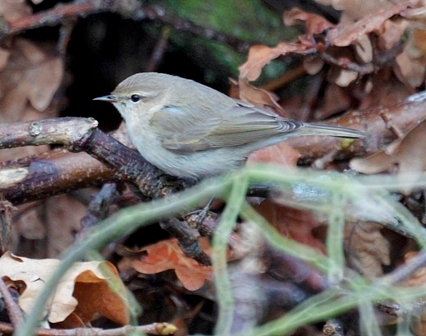 Siberian Chiffchaff