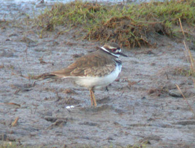 Killdeer