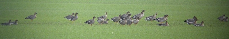 Tundra Bean Goose