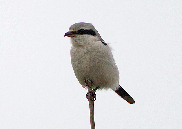 Great Grey Shrike
