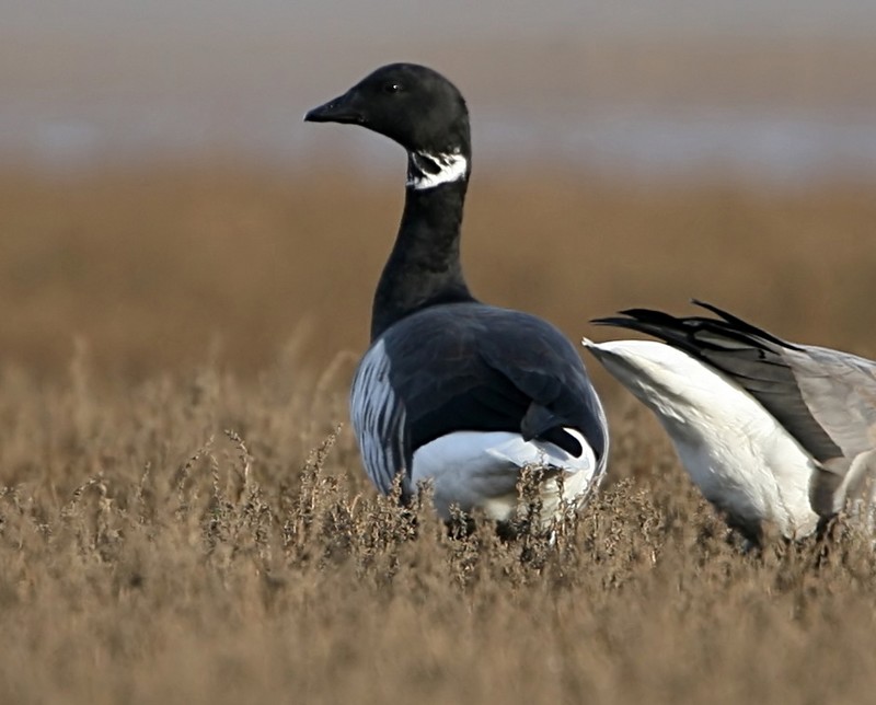 Black Brant