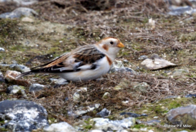 Snow Bunting