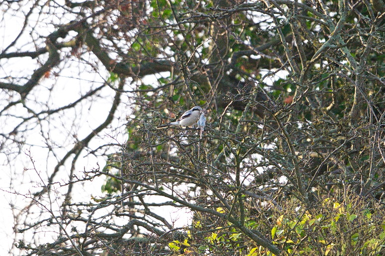 Great Grey Shrike