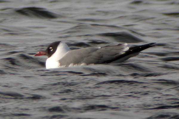 Laughing Gull