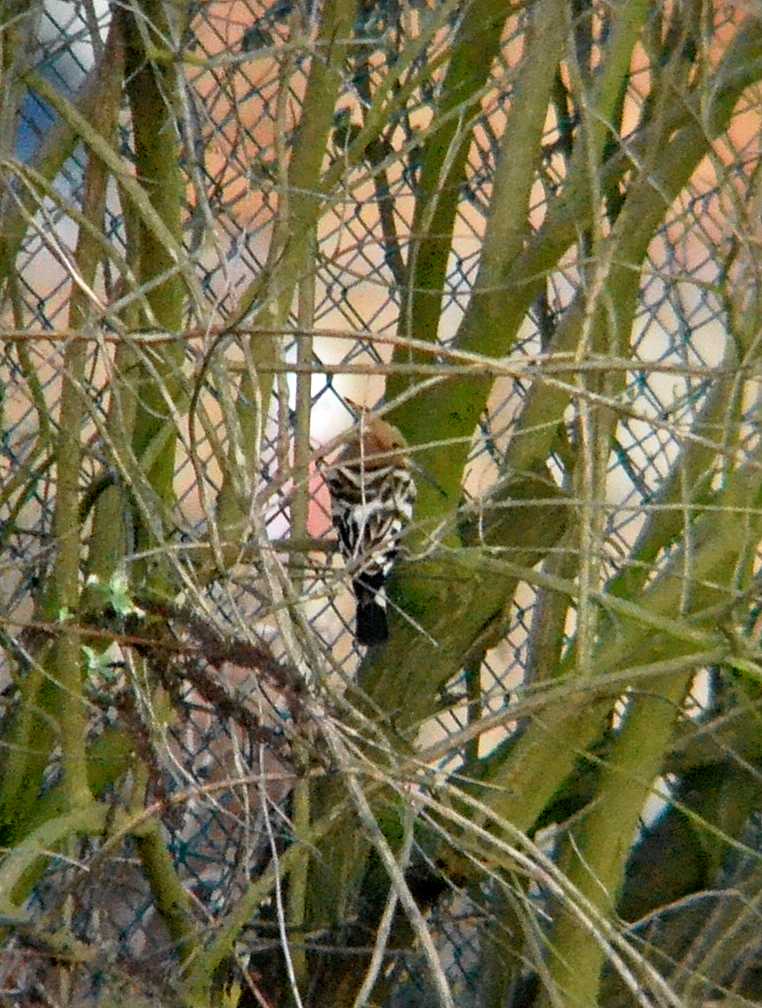 Hoopoe