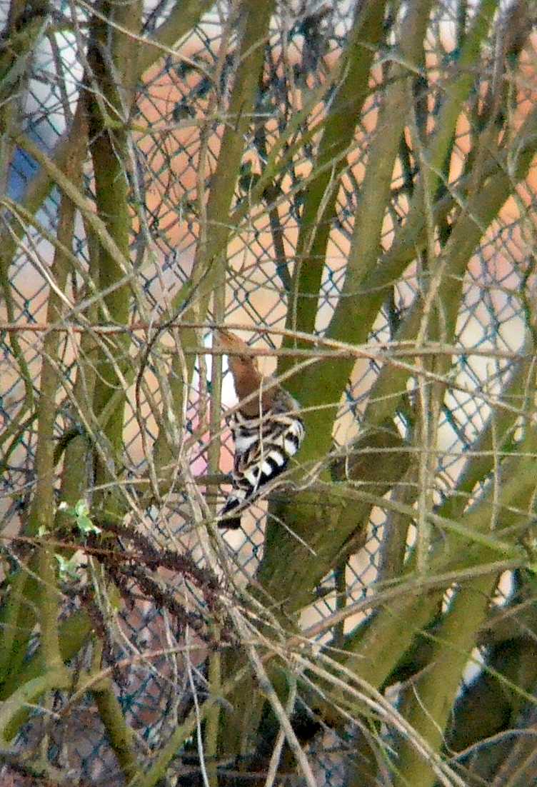 Hoopoe