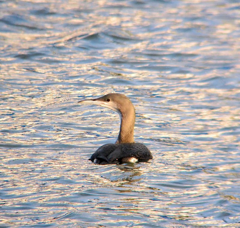 Black-throated Diver
