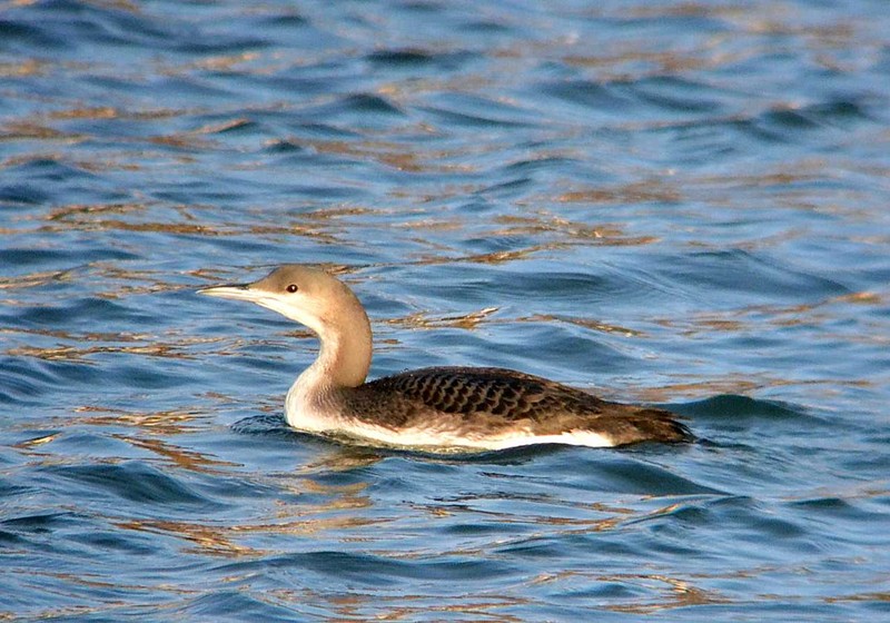 Black-throated Diver
