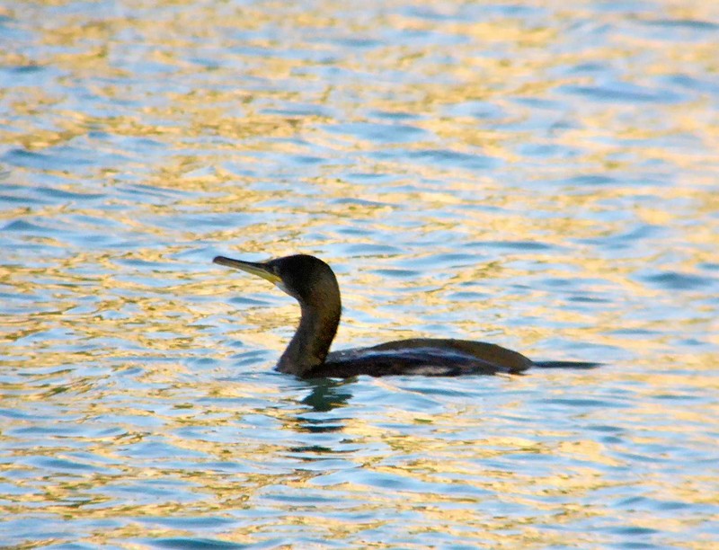 Shag