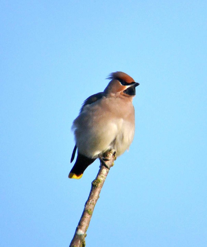 Waxwing