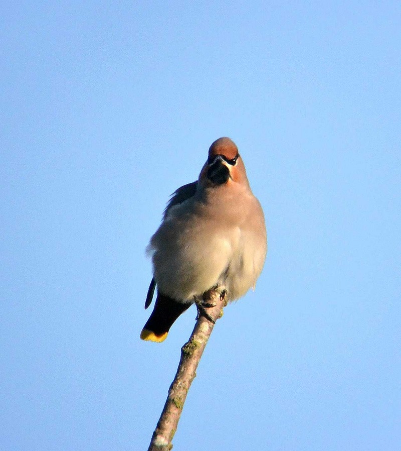 Waxwing