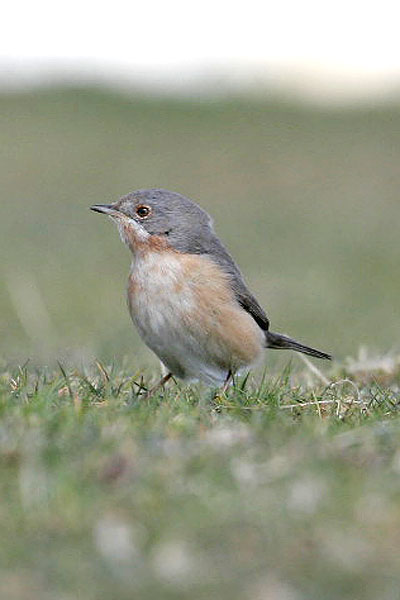 Western Subalpine Warbler